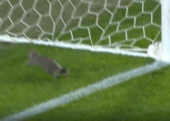 سنجاب يقتحم الملعب ويخطف الأضواء في مباراة هال سيتي